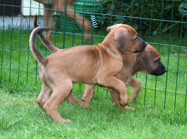 Minos gorgeous puppies 6 weeks!