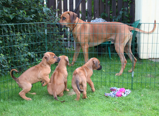 Minos gorgeous puppies 6 weeks!