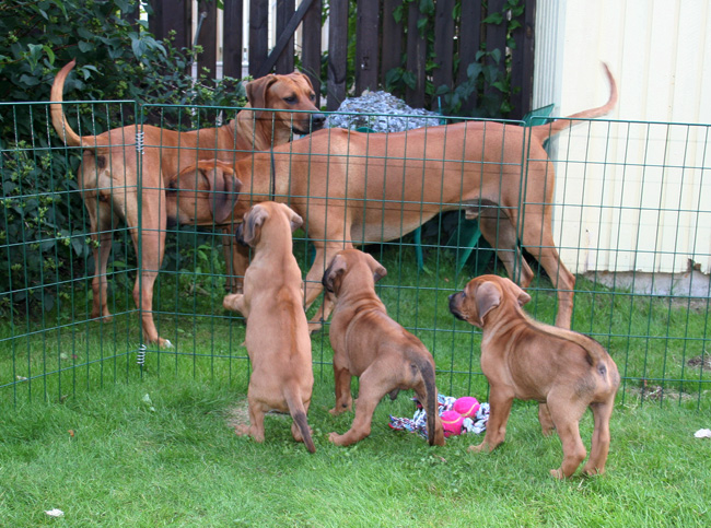 Minos gorgeous puppies 6 weeks!