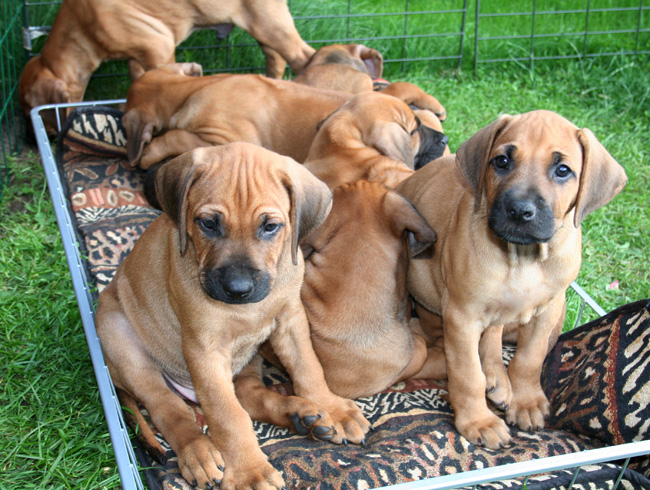 Minos gorgeous puppies 6 weeks!