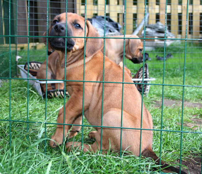 Minos gorgeous puppies 6 weeks!