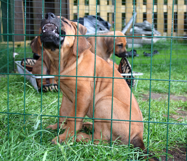 Minos gorgeous puppies 6 weeks!