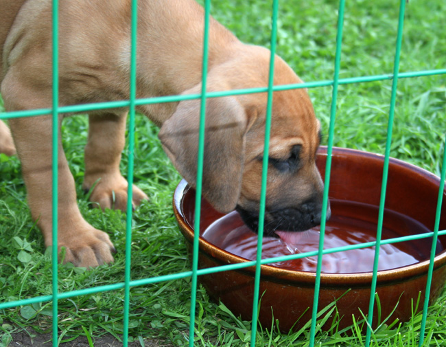 Minos gorgeous puppies 6 weeks!