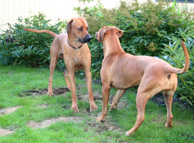 Minos gorgeous puppies 6 weeks!