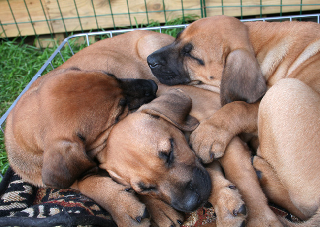 Minos gorgeous puppies 6 weeks!