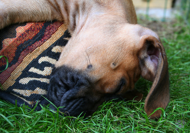 Minos gorgeous puppies 6 weeks!