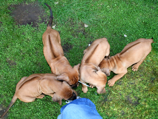 Minos gorgeous puppies 6 weeks!