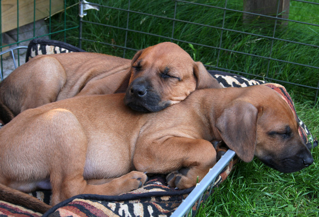 Minos gorgeous puppies 6 weeks!