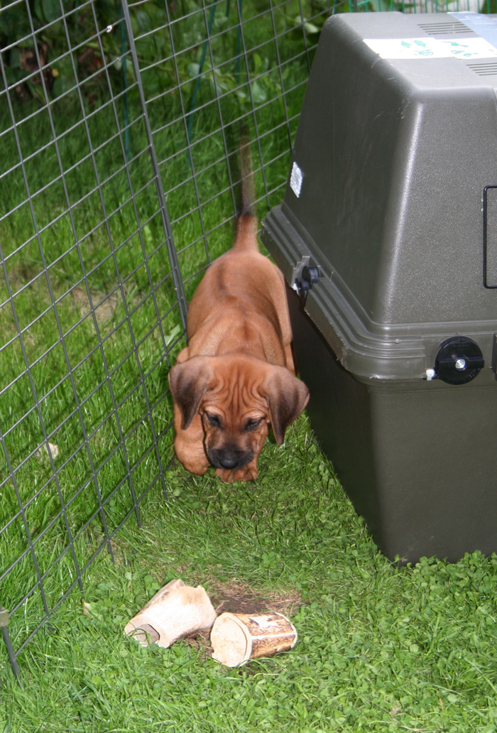 Minos gorgeous puppies 6 weeks!