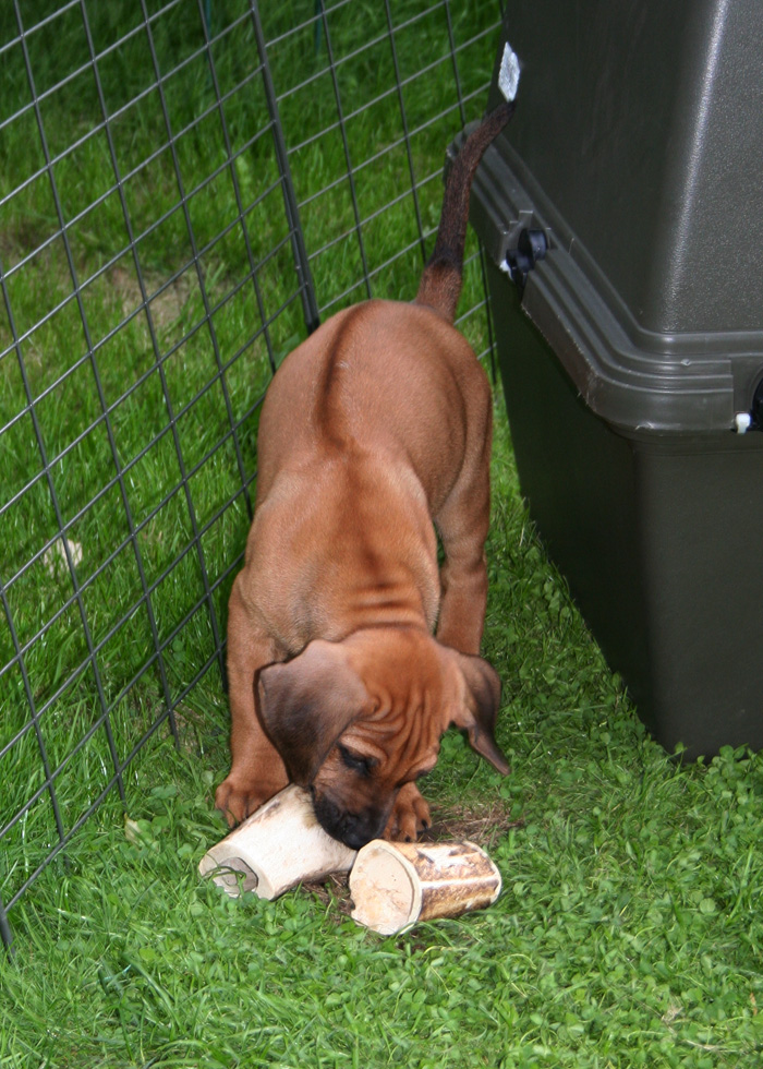 Minos gorgeous puppies 6 weeks!