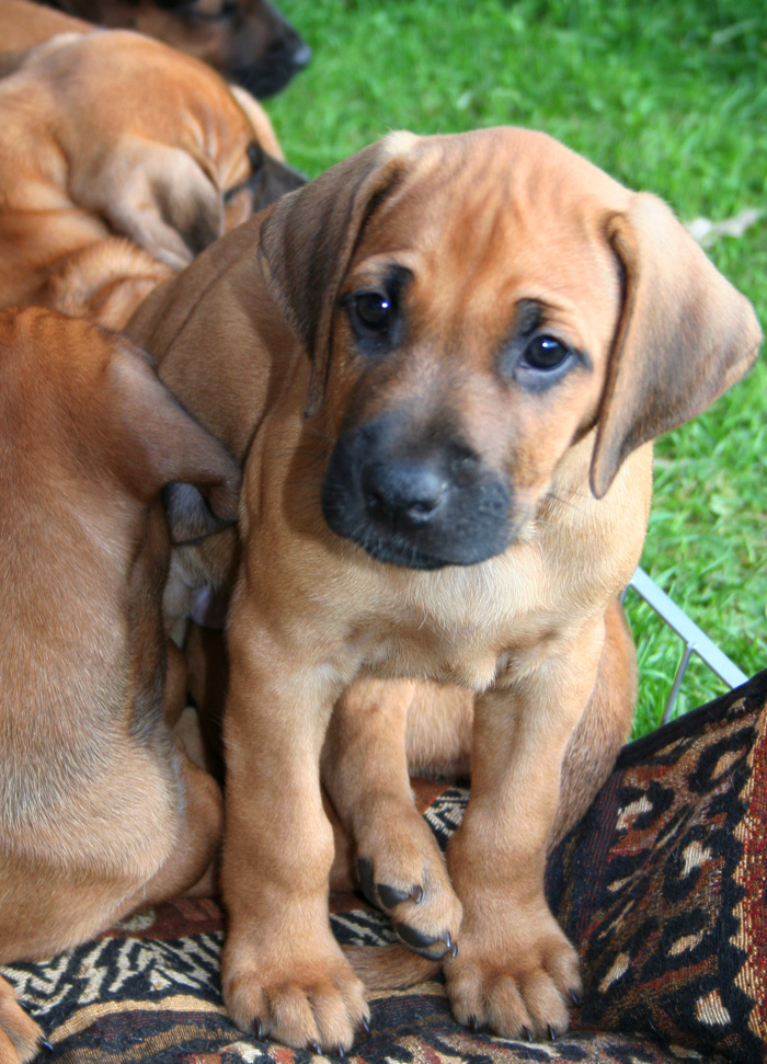 Minos gorgeous puppies 6 weeks!