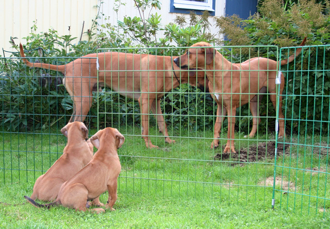 Minos gorgeous puppies 6 weeks!