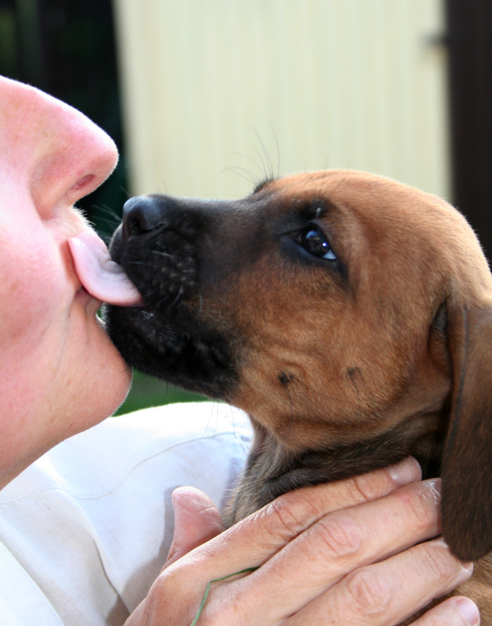 Minos gorgeous puppies 6 weeks!