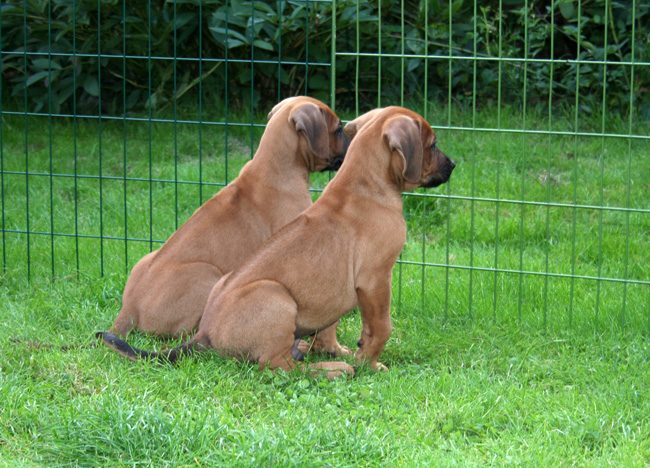 Minos gorgeous puppies 6 weeks!