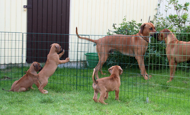 Minos gorgeous puppies 6 weeks!