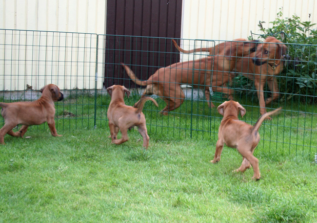 Minos gorgeous puppies 6 weeks!