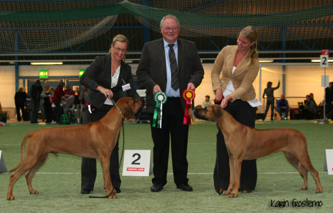 African Hunter's Amazing Baskervill - BOS, CAC and CACIB Eker international show!