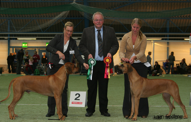 African Hunter's Amazing Baskervill - BOS, CAC and CACIB Eker international show!