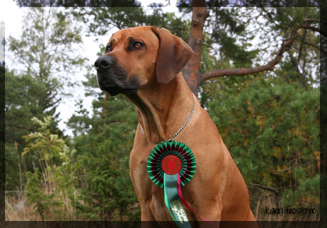 African Hunter's Amazing Baskervill - BOS, CAC and CACIB Eker international show!