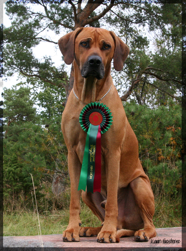 African Hunter's Amazing Baskervill - BOS, CAC and CACIB Eker international show!