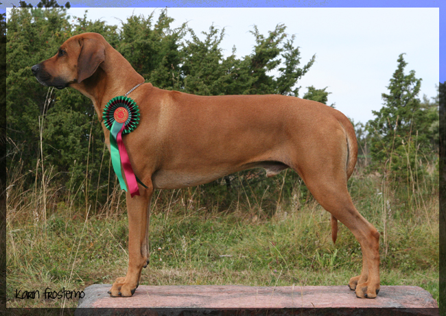 African Hunter's Amazing Baskervill - BOS, CAC and CACIB Eker international show!