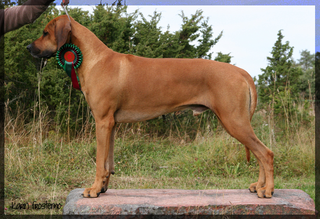 African Hunter's Amazing Baskervill - BOS, CAC and CACIB Ekerö international show!