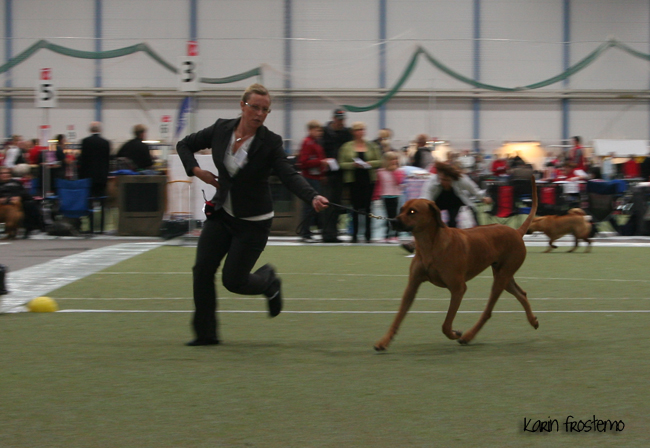 African Hunter's Amazing Baskervill - BOS, CAC and CACIB Eker international show!