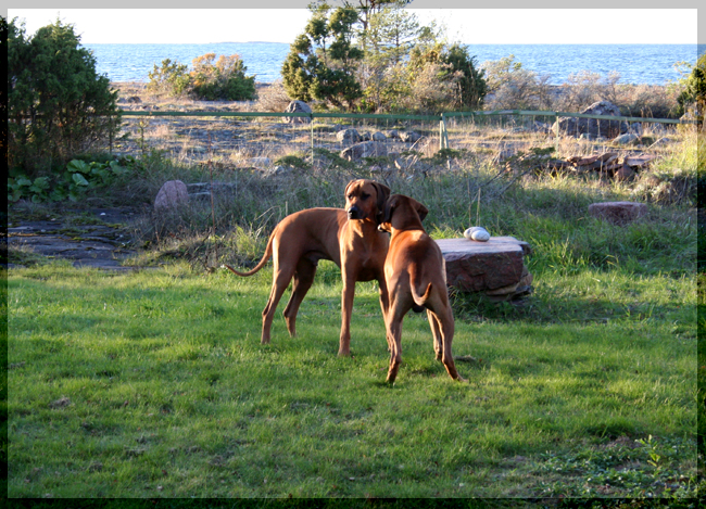 African Hunter's Amazing Baskervill - Minos & African Hunter's Amazing Bilbo - Aston!