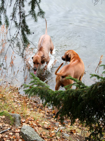 Slickar om munnen