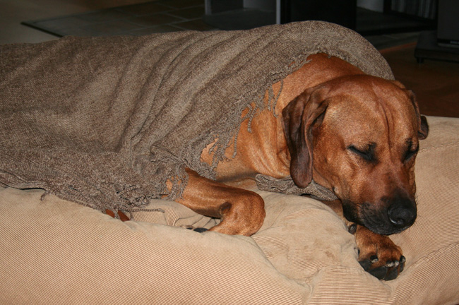 Minos tired and cold after a walk in the rain!