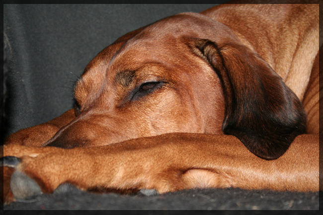 Sweet Asla tired! Sweet Asla tired!