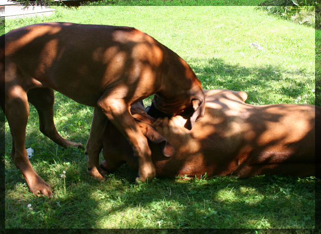 Minos playing with Keba!