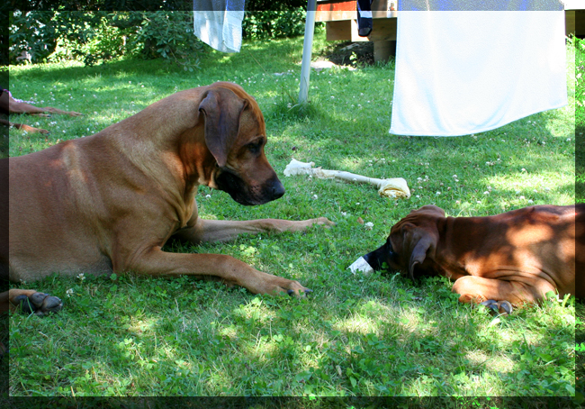 Minos playing with Keba! Minos playing with Keba!