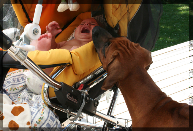 Axel screaming and Keba wants to help! Axel screaming and Keba wants to help!