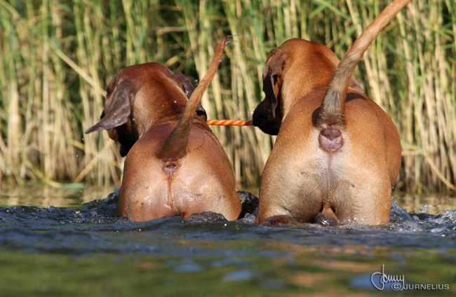 African Hunter's Amazing Baskervill - Minos!