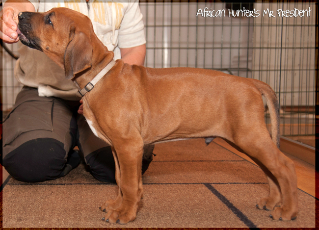 African Hunter's C-litter!