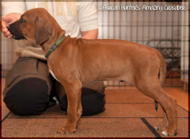 African Hunter's C-litter!