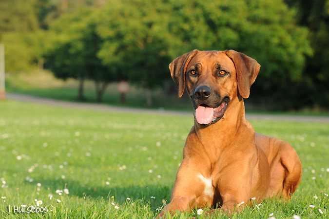 kimani rhodesian ridgebacks