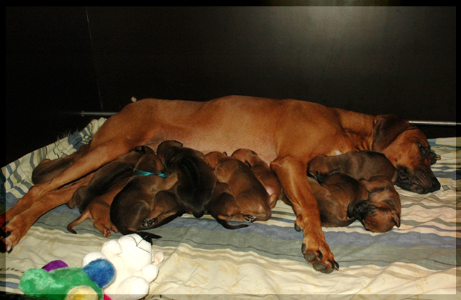 Kani Akilah Rhodesian Ridgebacks D-litter!