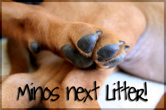 Minos planned litter!