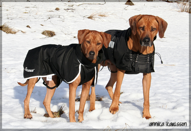 African Hunter's Amazing Baskervill & Babe Candy Helya Ridge