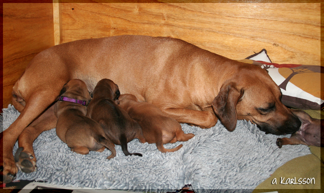 YaMaya & Minos puppies 2,5 weeks!