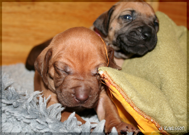 YaMaya & Minos puppies 2,5 weeks!