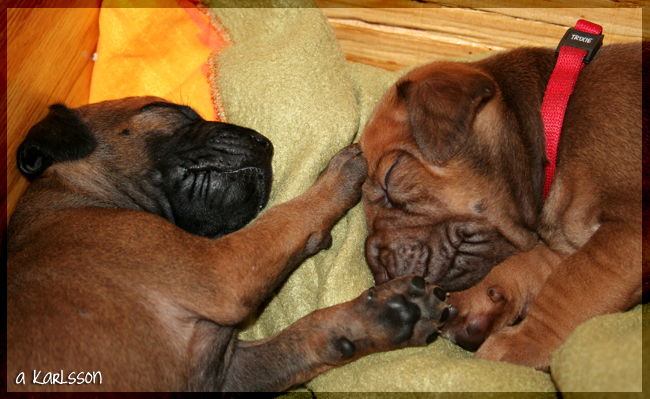 YaMaya & Minos puppies 2,5 weeks!