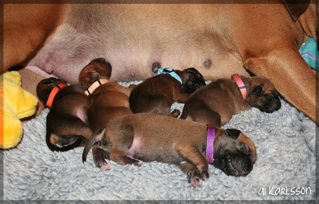 YaMaya & Minos puppies 3 days!