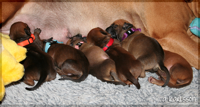 YaMaya & Minos puppies 3 days!