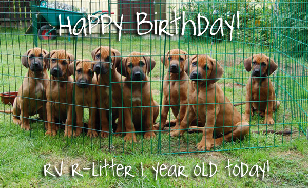 Rex Ventors R-litter! Rex Ventors R-litter!