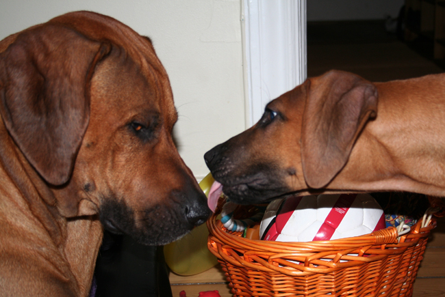 Ramses giving dad Minos a kiss!