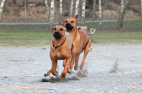 Minos och Vimla springer!