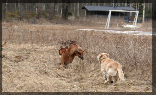 Minos and Cecar playing!